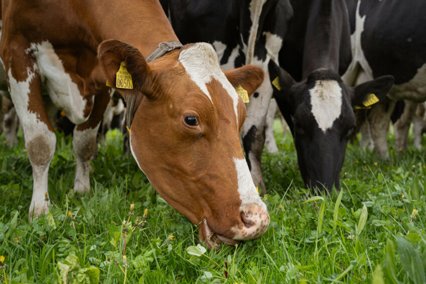 A promising innovation in the feed sector: new feed ingredients and additives that reduce emissions from cattle. Photo: Andrea van Schaik Fotografie