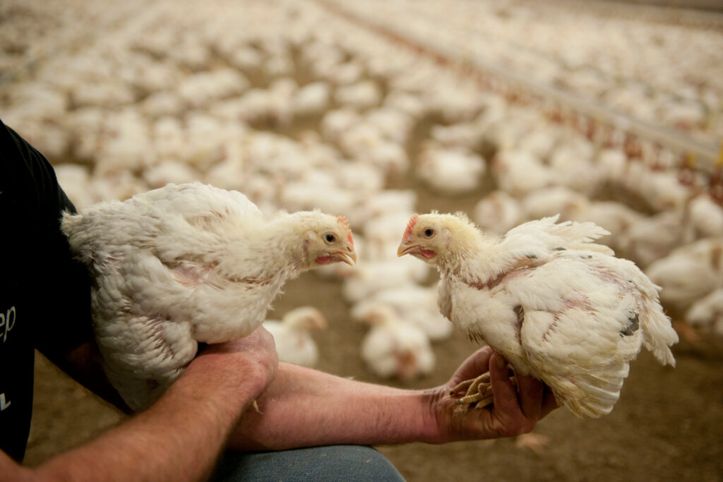 Not talking about the successful development of the broiler chicken is a missed opportunity for the animal feed industry, says Emily Burton of Nottingham Trent University. Photo: Mark Pasveer