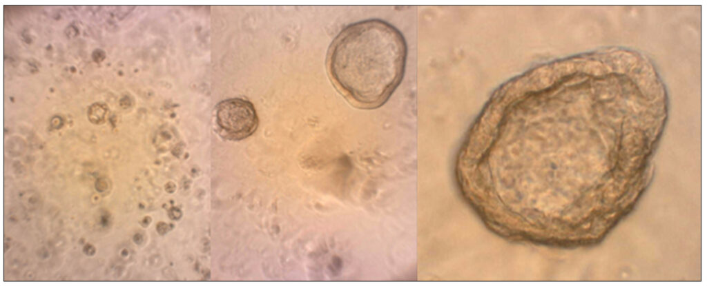 This image shows organoids: cell structures grown in vitro that are similar to original animal organs. Photo: Schothorst Feed Research