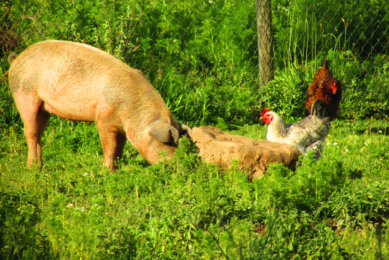 The biorefining process allows grass proteins to be concentrated into a protein feed that is digestible even for animals with a simple stomach, such as poultry, pigs and fish. Photo: Canva