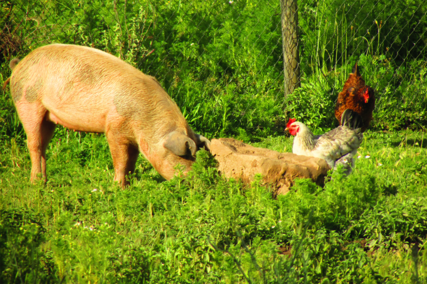 The biorefining process allows grass proteins to be concentrated into a protein feed that is digestible even for animals with a simple stomach, such as poultry, pigs and fish. Photo: Canva