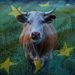 EU beef consumption remains challenged by tight supply and high prices, in combination with sustainability concerns. Photo: Canva