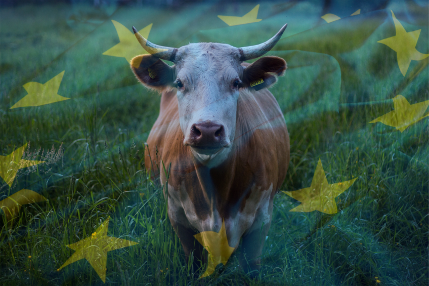 EU beef consumption remains challenged by tight supply and high prices, in combination with sustainability concerns. Photo: Canva