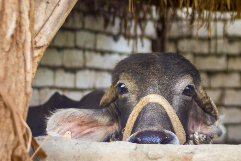 Farmers have begun to give up on their businesses and sell their livestock for slaughter. Photo: Canva