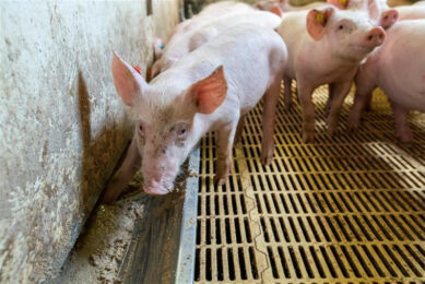 A weaned piglet is exploring its trough. This animal was not included in the WUR trials. Photo: Bert Jansen