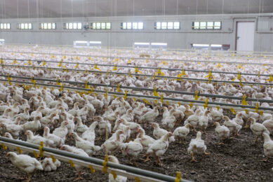 The Dutch Better-Life 1-star label is a novel concept that is based on the use of a slow-growing breed. Incorporating insect products as local ingredients may further increase the sustainability of this type of chicken meat production. Photo: Jan Willem van Vliet