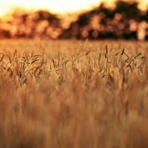 Quite a few farmers with wheat in storage call traders and commission agents with questions. Photo: Canva