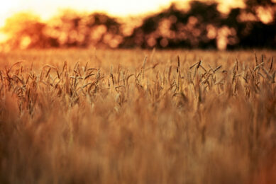 Quite a few farmers with wheat in storage call traders and commission agents with questions. Photo: Canva