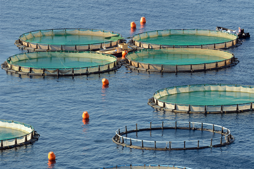 The global aquaculture and fisheries outlook