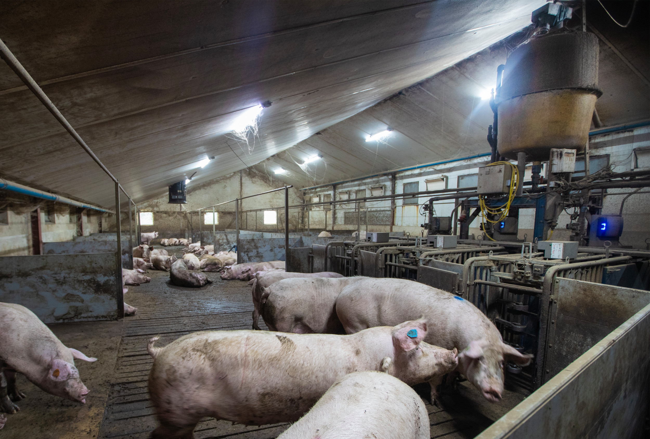 The pregnant sows are housed in a dynamic group and are fed via feeding stations. Photo: Hans Banus