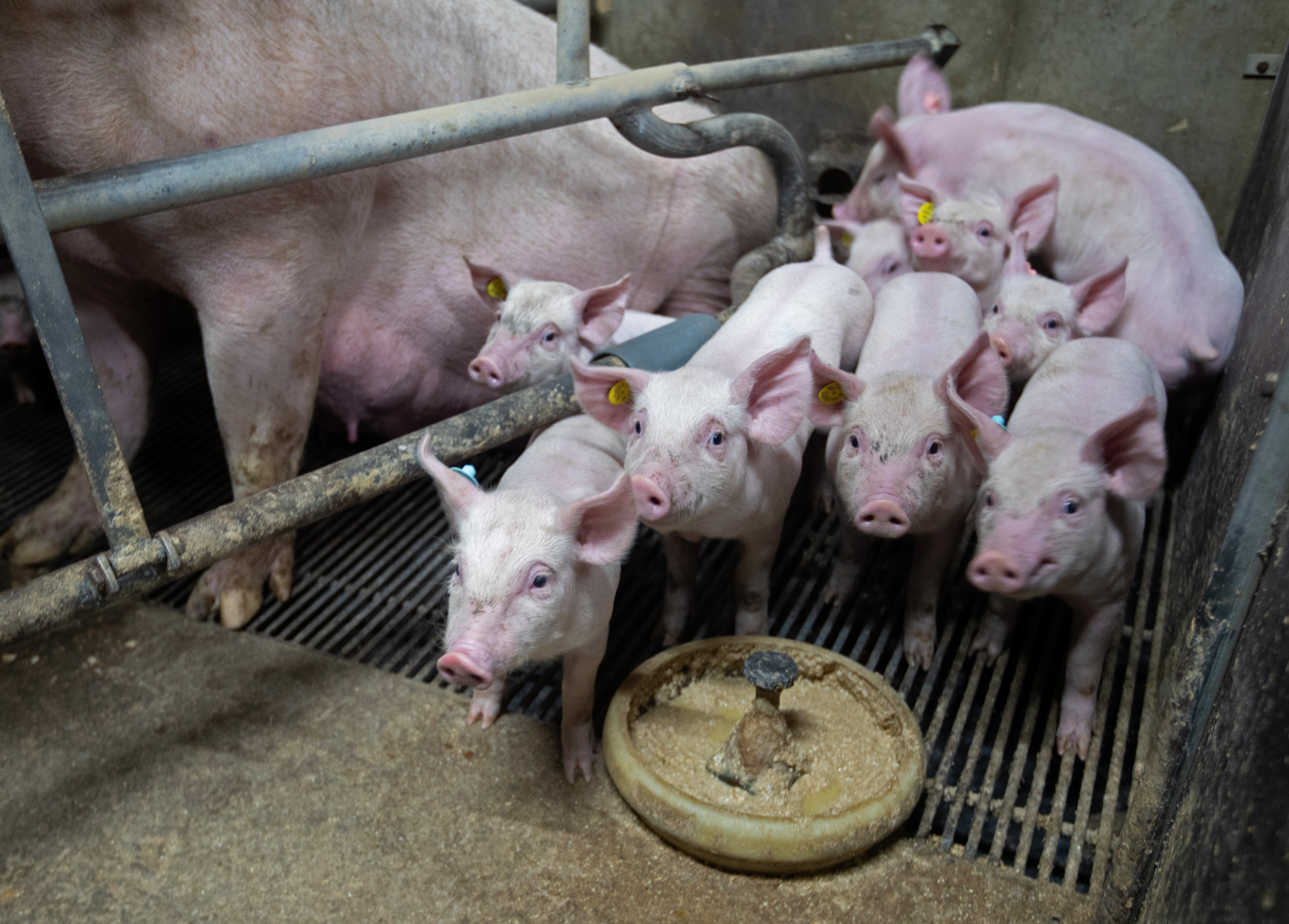 The suckling piglets are given the liquid feed in a feeding bowl in the farrowing pen to get them used to the liquid ration to prevent a weaning dip. Photo: Hans Banus