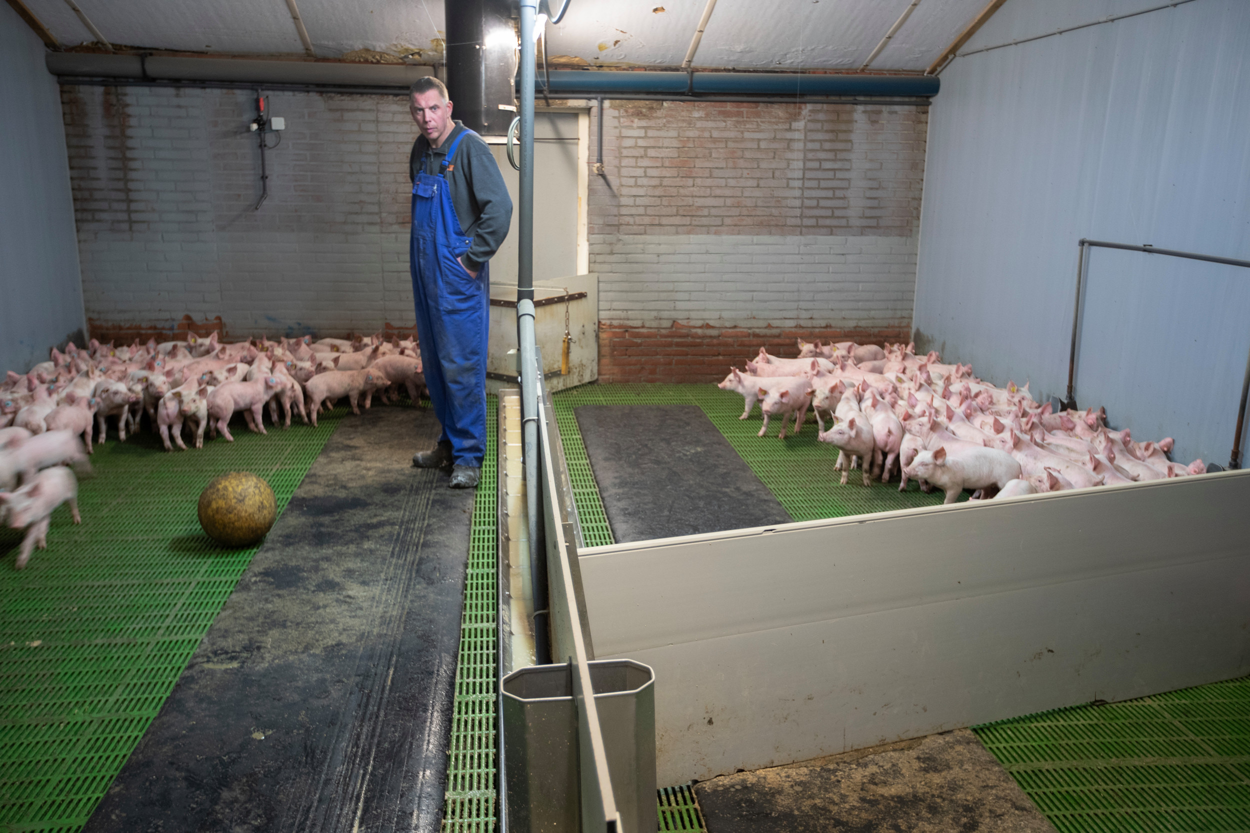 The weaned piglets are placed in large groups in the piglet house, with barrows and gilts separated, and are given a mash ration four times a day in a long trough. Photo: Hans Banus