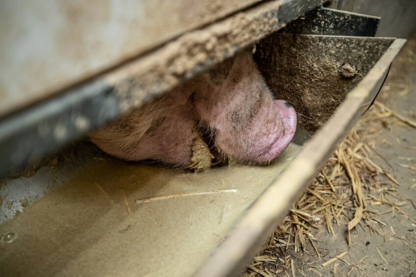 A finisher pig enjoying a liquid meal based on byproducts. Photo: Ronald Hissink