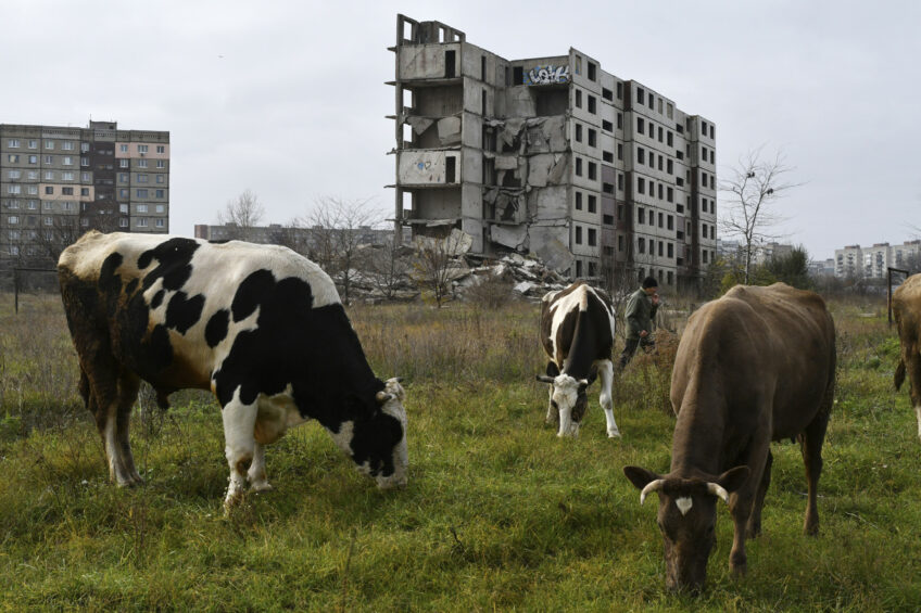 Cows near a building damaged by shelling in Kramatorsk, Ukraine. Photo: AP Photo/Andriy Andriyenko