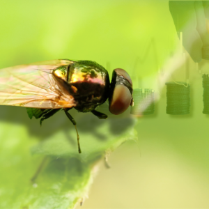 The investment will enable Beta Bugs, which was launched in 2017, to further accelerate its development into an international player in Black Soldier Fly genetics. Photo: Canva