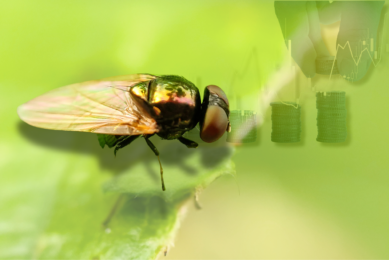 The investment will enable Beta Bugs, which was launched in 2017, to further accelerate its development into an international player in Black Soldier Fly genetics. Photo: Canva